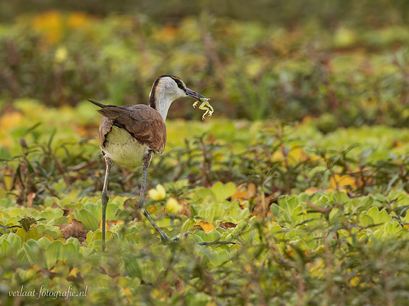 African Jacana / Lelieloper - Rufiji River, Nyerere National Park