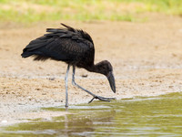 African Openbill / Afrikaanse Gaper - Rufiji River, Nyerere National Park