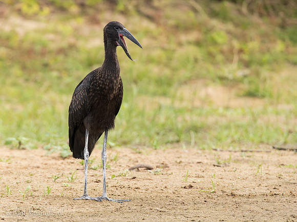 African Openbill / Afrikaanse Gaper - Rufiji River, Nyerere National Park