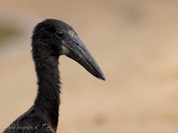 African Openbill / Afrikaanse Gaper - Rufiji River, Nyerere National Park