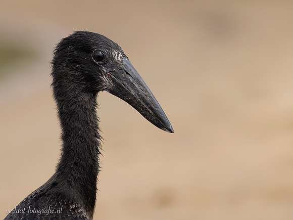 African Openbill / Afrikaanse Gaper - Rufiji River, Nyerere National Park