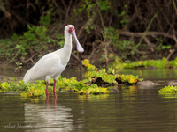 African Spoonbill / Afrikaanse Lepelaar - Rufiji River, Nyerere National Park