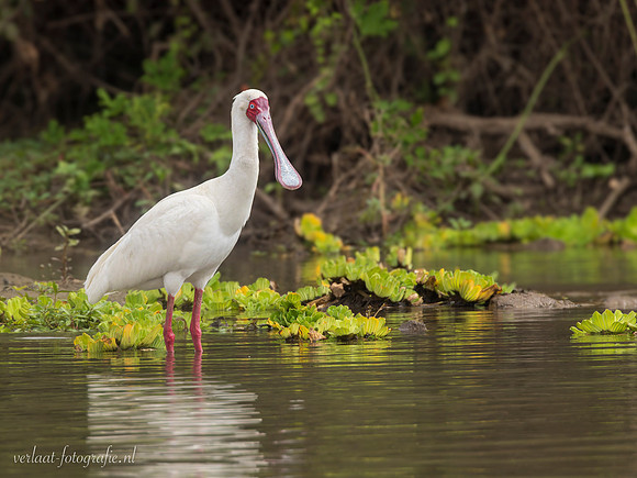African Spoonbill / Afrikaanse Lepelaar - Rufiji River, Nyerere National Park