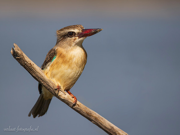 Brown-hooded Kingfisher / Bruinkapijsvogel - Rufiji River, Nyerere National Park