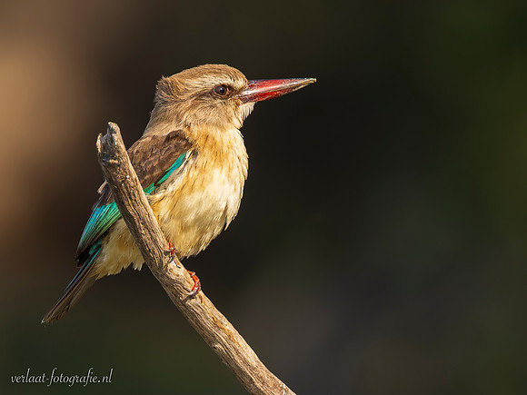Brown-hooded Kingfisher / Bruinkapijsvogel - Rufiji River, Nyerere National Park