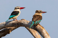 Brown-hooded Kingfisher / Bruinkapijsvogel - Rufiji River, Nyerere National Park