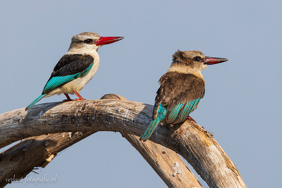 Brown-hooded Kingfisher / Bruinkapijsvogel - Rufiji River, Nyerere National Park