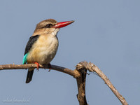 Brown-hooded Kingfisher / Bruinkapijsvogel - Rufiji River, Nyerere National Park