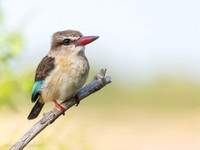 Brown-hooded Kingfisher / Bruinkapijsvogel - Rufiji River, Nyerere National Park