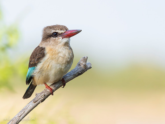 Brown-hooded Kingfisher / Bruinkapijsvogel - Rufiji River, Nyerere National Park