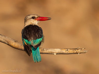 Brown-hooded Kingfisher / Bruinkapijsvogel - Rufiji River, Nyerere National Park