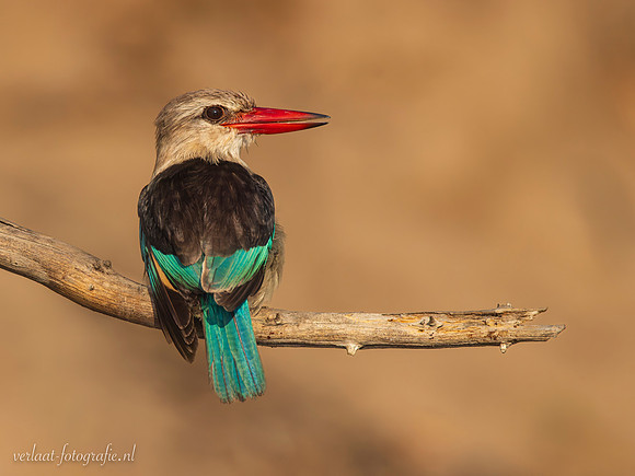 Brown-hooded Kingfisher / Bruinkapijsvogel - Rufiji River, Nyerere National Park