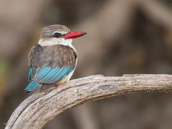 Brown-hooded Kingfisher / Bruinkapijsvogel - Rufiji River, Nyerere National Park