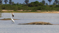 Great White Egret / Grote Zilverreiger - Rufiji River, Nyerere National Park