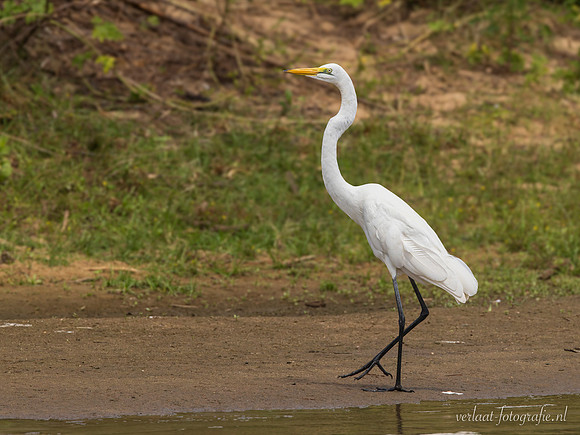 Great White Egret / Grote Zilverreiger - Rufiji River, Nyerere National Park