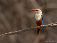 Grey-headed Kingfisher / Grijskopijsvogel - Rufiji River, Nyerere National Park