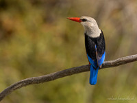 Grey-headed Kingfisher / Grijskopijsvogel - Rufiji River, Nyerere National Park
