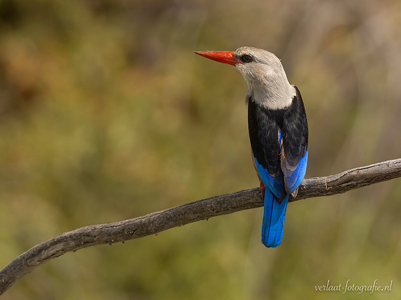 Grey-headed Kingfisher / Grijskopijsvogel - Rufiji River, Nyerere National Park