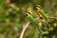 Little Bee-eater / Dwergbijeneter - Rufiji River, Nyerere National Park
