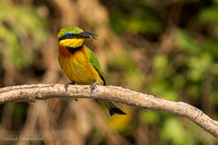 Little Bee-eater / Dwergbijeneter - Rufiji River, Nyerere National Park