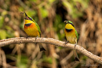 Little Bee-eater / Dwergbijeneter - Rufiji River, Nyerere National Park