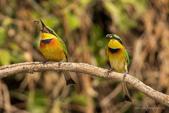 Little Bee-eater / Dwergbijeneter - Rufiji River, Nyerere National Park