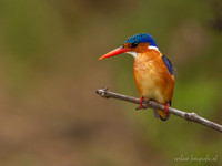 Malachite Kingfisher / Malachietijsvogel - Rufiji River, Nyerere National Park
