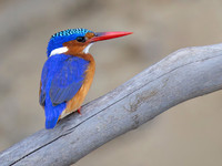 Malachite Kingfisher / Malachietijsvogel - Rufiji River, Nyerere National Park