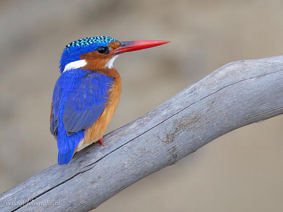 Malachite Kingfisher / Malachietijsvogel - Rufiji River, Nyerere National Park