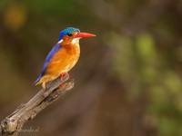 Malachite Kingfisher / Malachietijsvogel - Rufiji River, Nyerere National Park