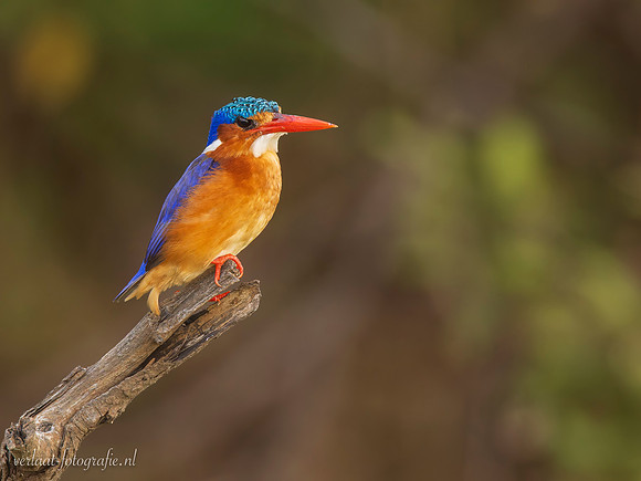 Malachite Kingfisher / Malachietijsvogel - Rufiji River, Nyerere National Park
