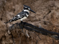 Pied Kingfisher / Bonte IJsvogel - Rufiji River, Nyerere National Park