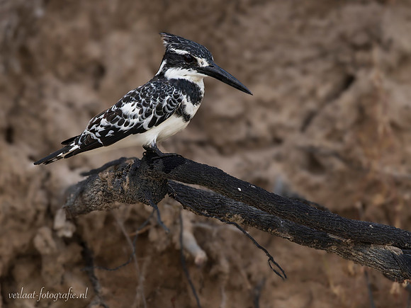 Pied Kingfisher / Bonte IJsvogel - Rufiji River, Nyerere National Park