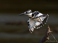 Pied Kingfisher / Bonte IJsvogel - Rufiji River, Nyerere National Park