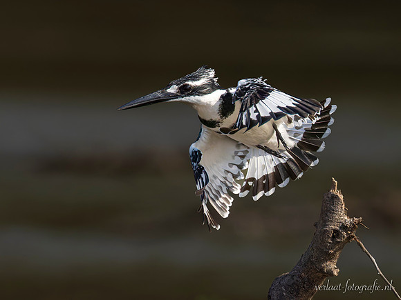 Pied Kingfisher / Bonte IJsvogel - Rufiji River, Nyerere National Park