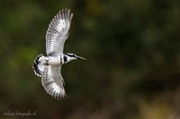 Pied Kingfisher / Bonte IJsvogel - Rufiji River, Nyerere National Park
