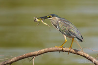 Striated Heron / Mangrovereiger.JPG