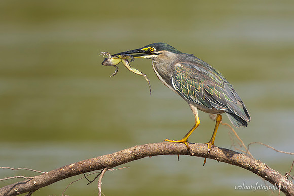 Striated Heron / Mangrovereiger - Rufiji River, Nyerere National Park
