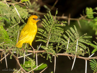 Taveta Golden Weaver / Tavetawever