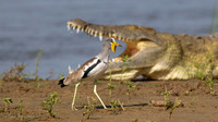 White-crowned Lapwing / Witkruinkievit