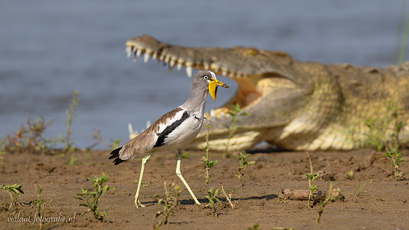 White-crowned Lapwing / Witkruinkievit - Rufiji River, Nyerere National Park