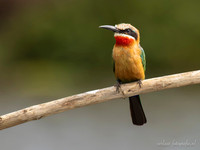 White-fronted Bee-eater / Witkapbijeneter - Rufiji River, Nyerere National Park