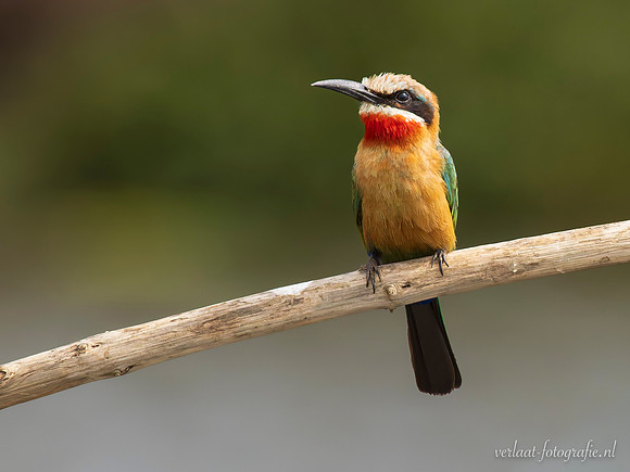 White-fronted Bee-eater / Witkapbijeneter - Rufiji River, Nyerere National Park