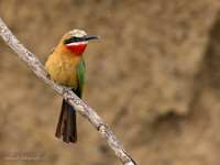 White-fronted Bee-eater / Witkapbijeneter