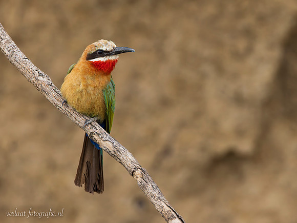 White-fronted Bee-eater / Witkapbijeneter - Rufiji River, Nyerere National Park