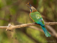 White-fronted Bee-eater / Witkapbijeneter - Rufiji River, Nyerere National Park