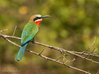 White-fronted Bee-eater / Witkapbijeneter - Rufiji River, Nyerere National Park