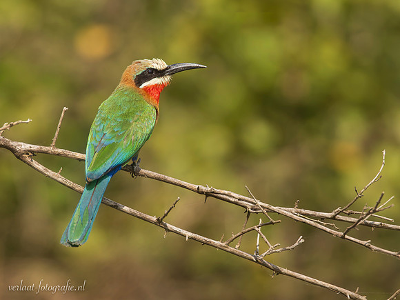 White-fronted Bee-eater / Witkapbijeneter - Rufiji River, Nyerere National Park