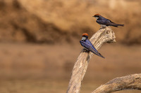 Wire-tailed Swallow / Roodkruinzwaluw
