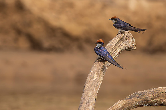 Wire-tailed Swallow / Roodkruinzwaluw - Rufiji River, Nyerere National Park